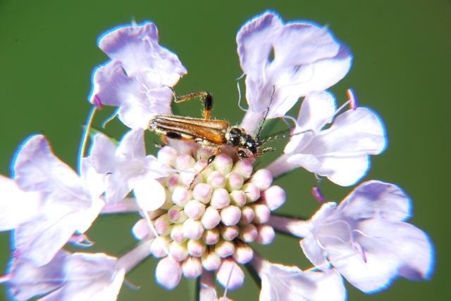 Stenopterus ater